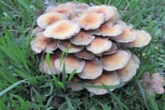 Wandelen rond Boxtel