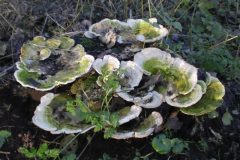 Wandelen rond Brielle