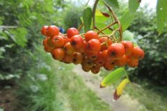 Wandelen rond De Glind