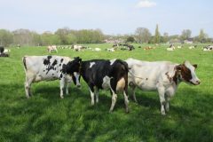 Wandelen rond Epe