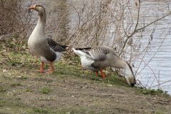 Wandelen rond Geldrop