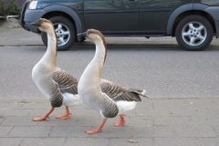 Wandelen rond Geldrop