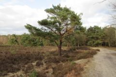 Wandelen rond Geldrop