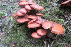 Wandelen rond Gulpen