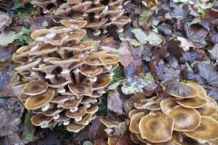Wandelen rond Gulpen