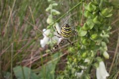 Wandelen rond Hoenderloo