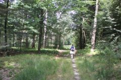 Wandelen rond Hoenderloo
