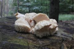 Wandelen rond Hoenderloo