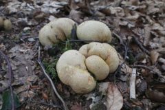 Wandelen rond Hoenderloo