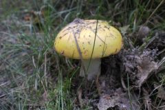 Wandelen rond Hoenderloo