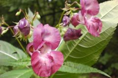 Wandelen rond Hoenderloo