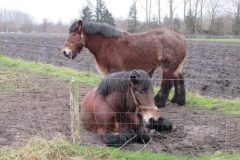 Wandelen rond De Liempde