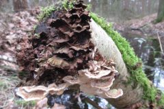 Wandelen rond Lonneker