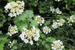 Wandelen rond Maarheeze