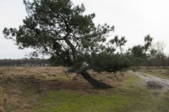 Wandelen rond Meijel