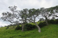 Wandelen rond Mimiwhangata
