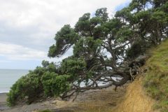 Wandelen rond Mimiwhangata