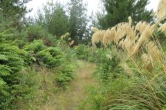 Wandelen rond Ngawaro