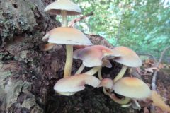 Wandelen rond De Ootmarsum