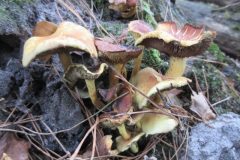 Wandelen rond Oss