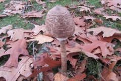 Wandelen rond Oss