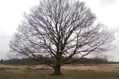 Wandelen rond Oud-Avereest