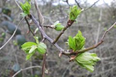Wandelen rond Oud-Avereest