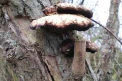 Wandelen rond Oud-Avereest