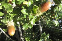 Wandelen rond Polygyros