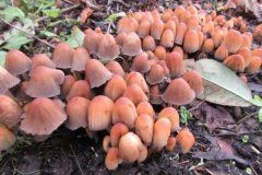 Wandelen rond Renswoude