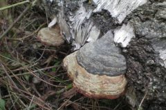 Wandelen rond Rockanje