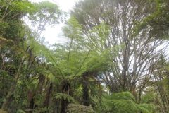 Wandelen rond Whangarei