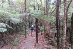 Wandelen rond Whangarei