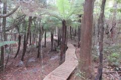 Wandelen rond Whangarei