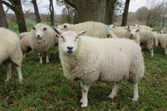 Wandelen rond Woudenberg