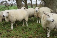 Wandelen rond Woudenberg