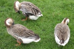 Wandelen rond Zoetermeer
